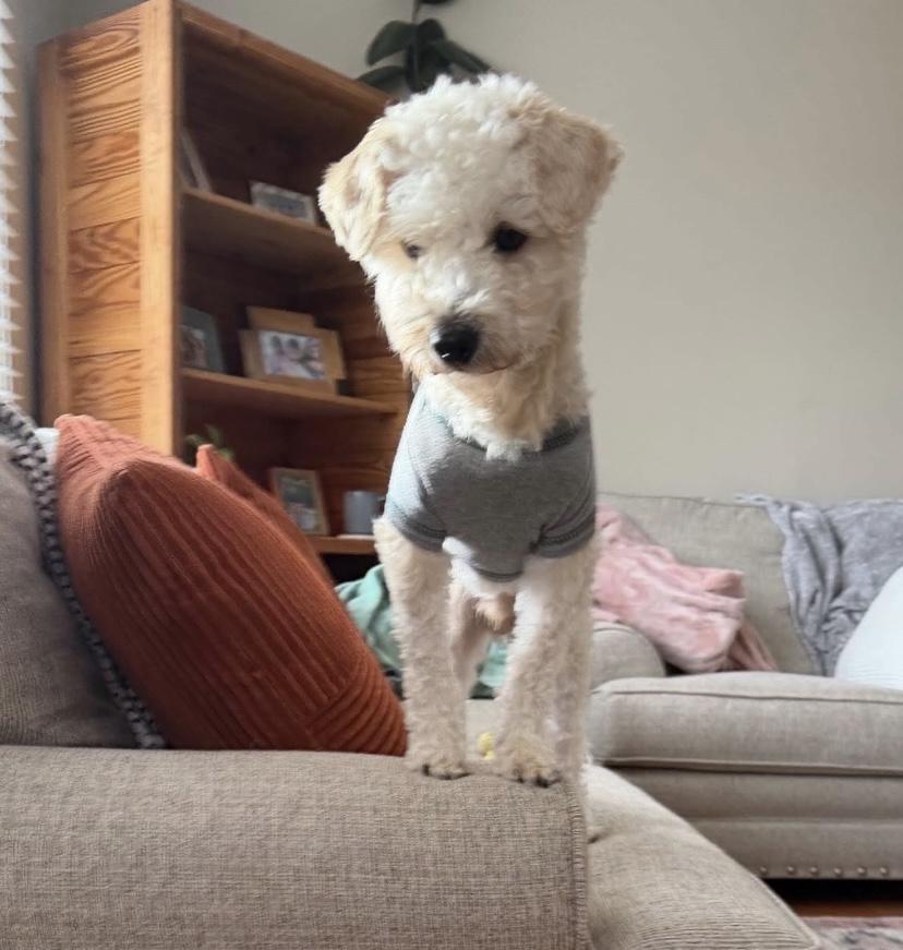 Enlarge Buckley, an adopted Schnoodle in Philadelphia, PA image 2/4