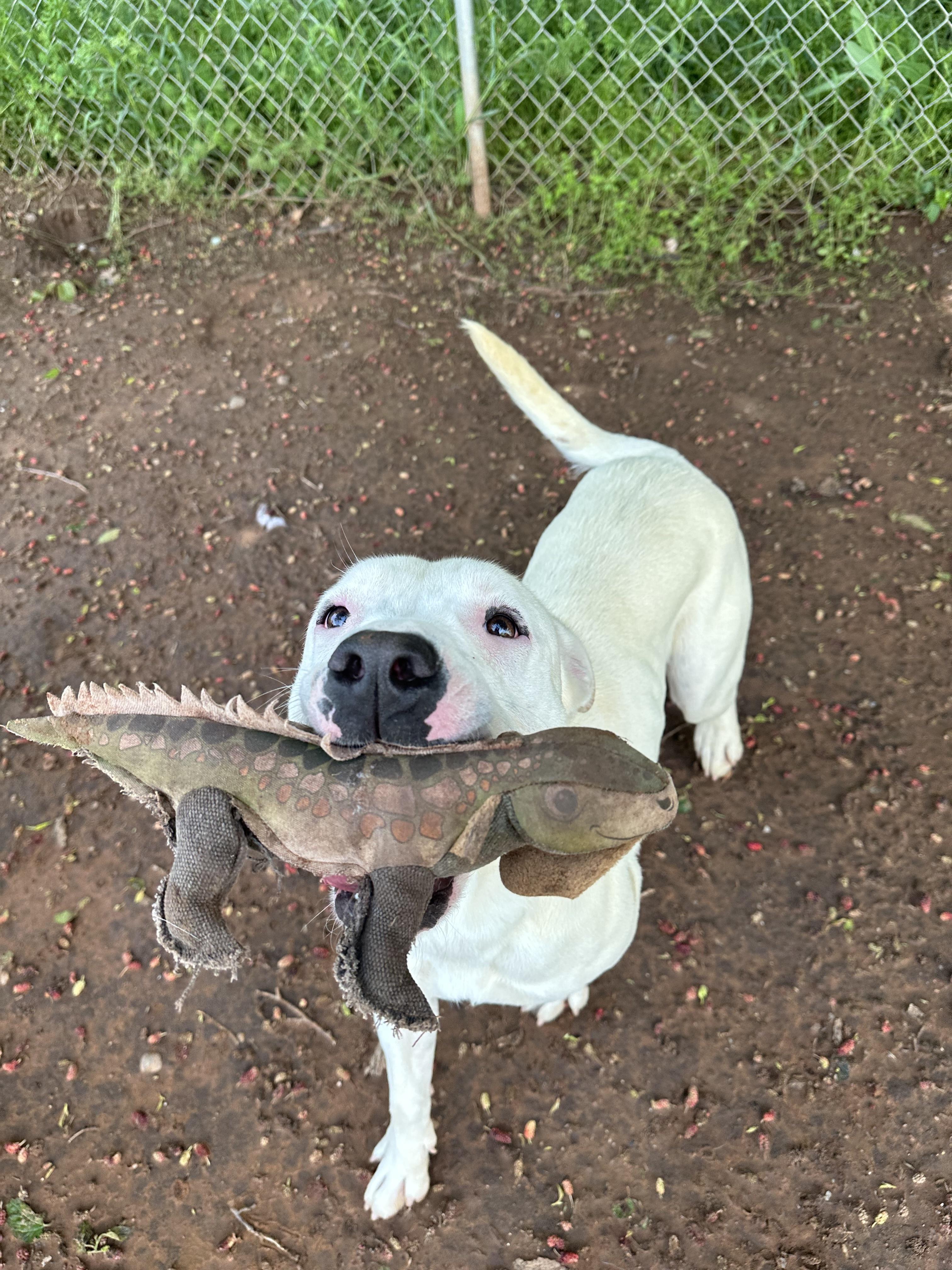 Kristi, a Adoptable Pit Bull Terrier in Guthrie, OK image 1/4
