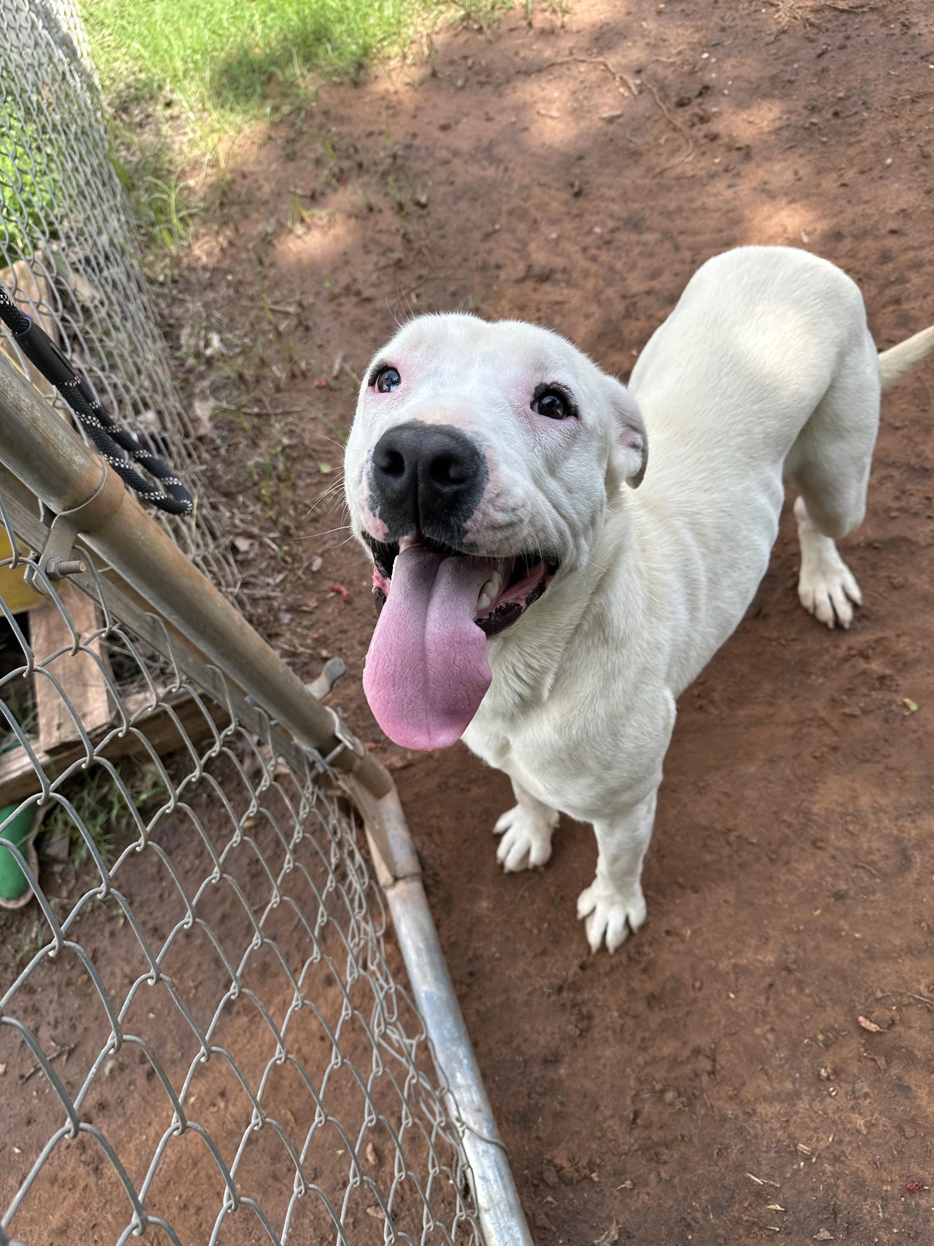 Kristi, a Adoptable Pit Bull Terrier in Guthrie, OK image 2/4