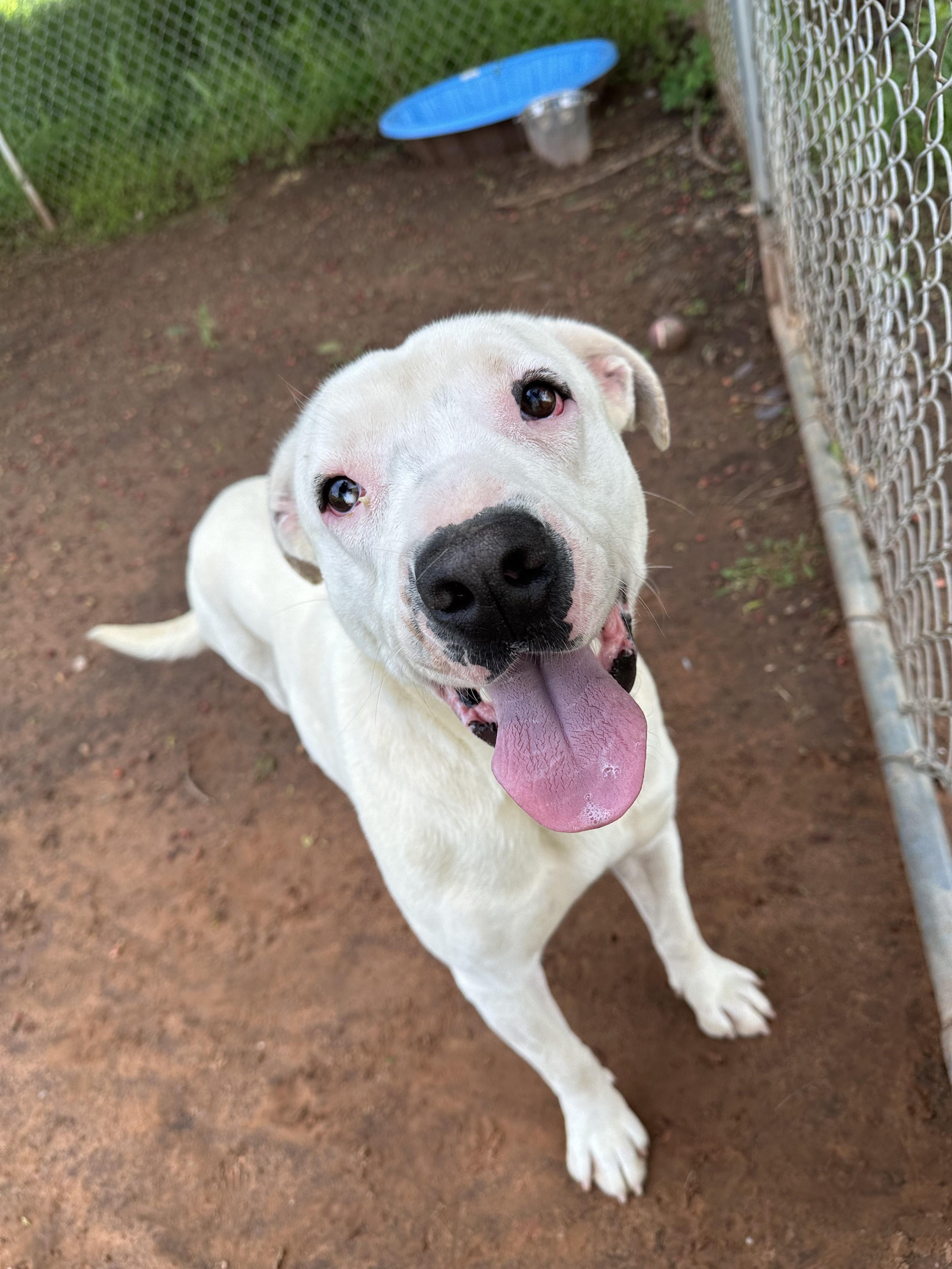 Kristi, a Adoptable Pit Bull Terrier in Guthrie, OK image 3/4