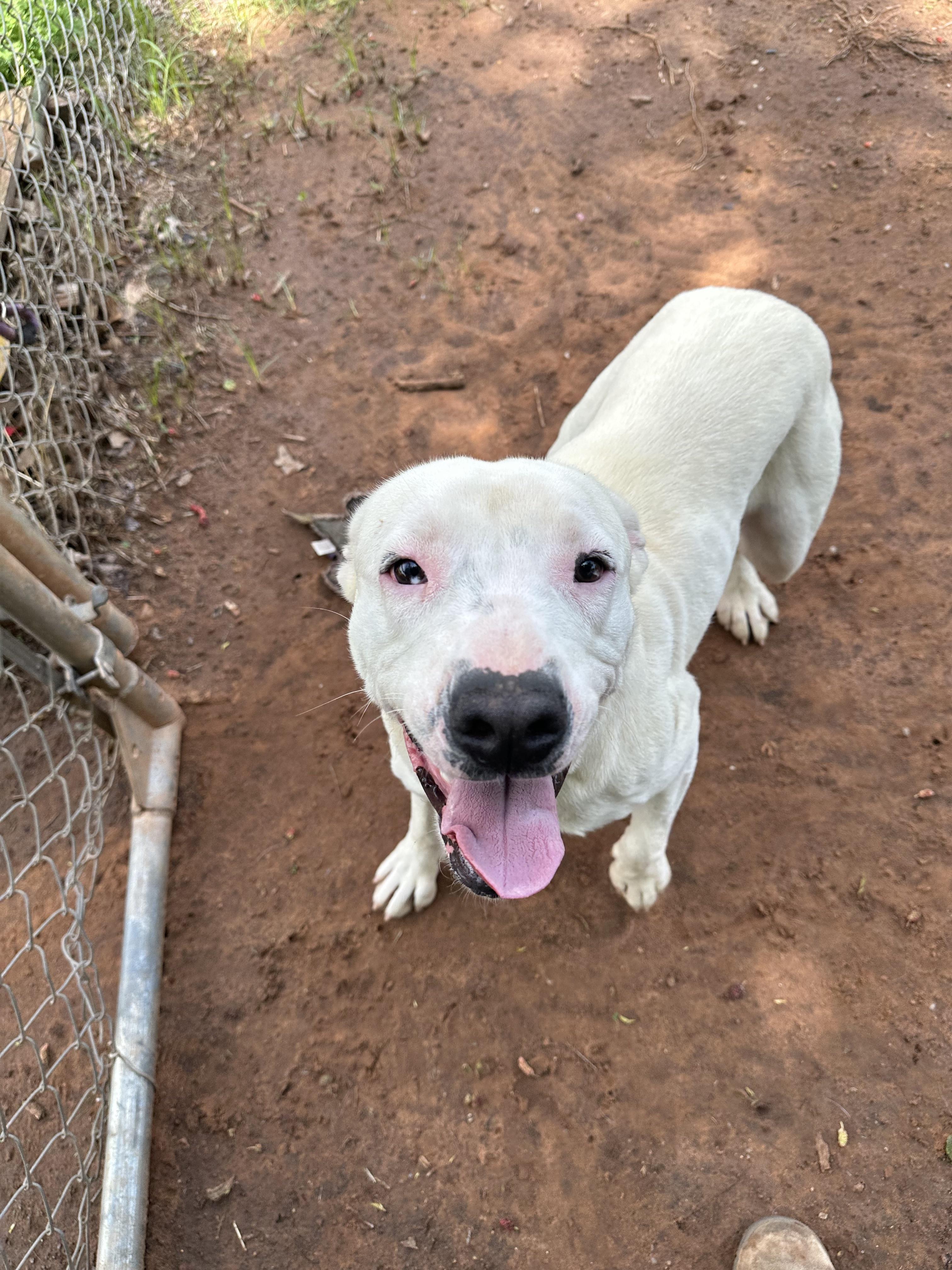 Kristi, a Adoptable Pit Bull Terrier in Guthrie, OK image 4/4