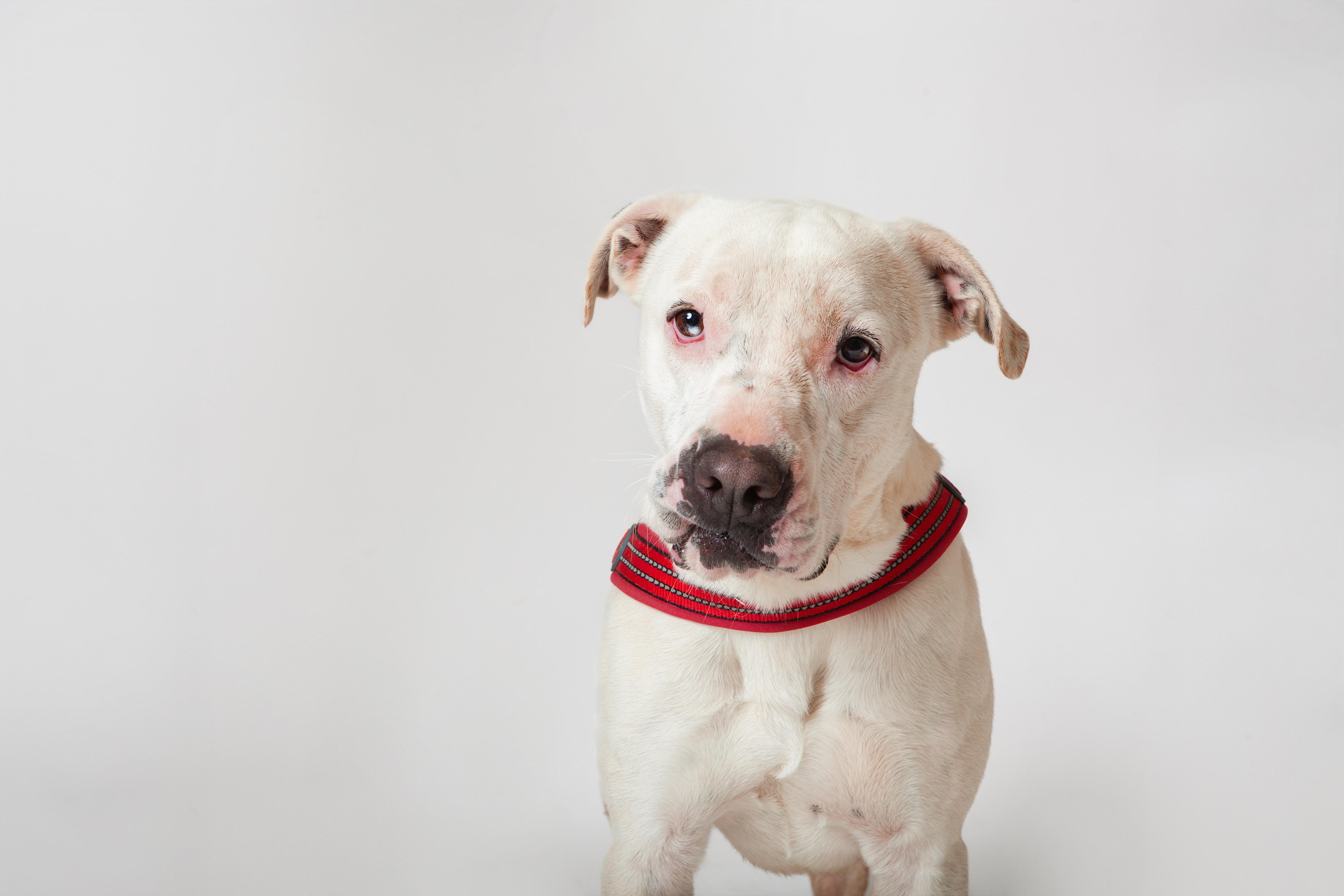 Enlarge Kristi, a Adoptable Pit Bull Terrier in Guthrie, OK image 2/6