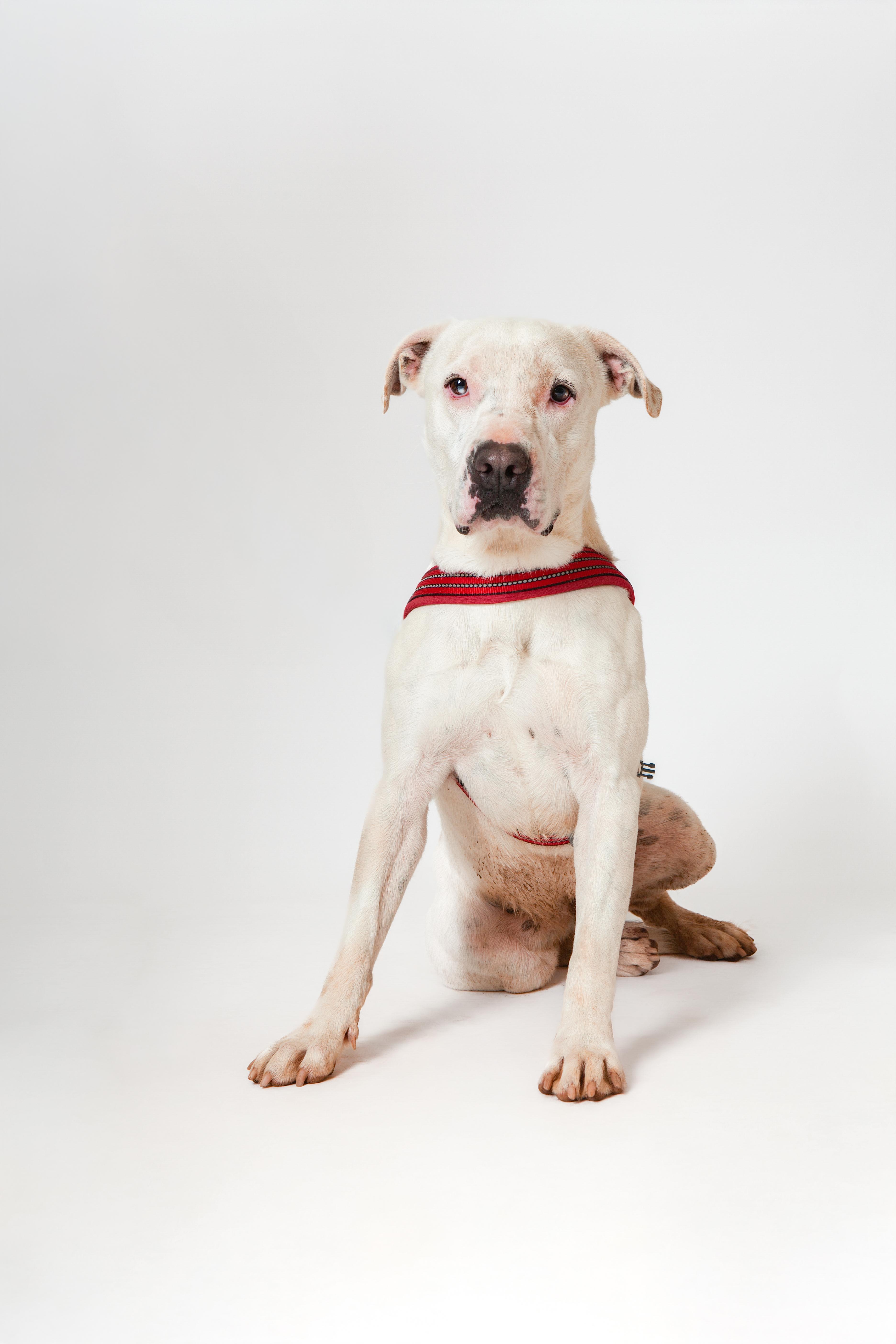 Enlarge Kristi, a Adoptable Pit Bull Terrier in Guthrie, OK image 1/6
