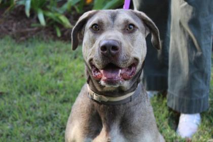 Enlarge Xena, a Adoptable mixed breed in Brunswick, GA image 1/3