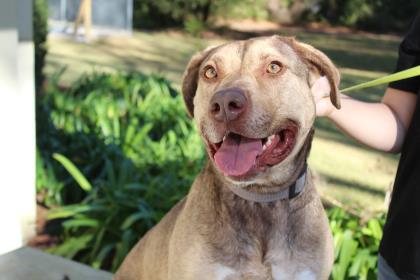 Enlarge Xena, a Adoptable mixed breed in Brunswick, GA image 2/3