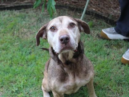 Enlarge Xena, a Adoptable mixed breed in Brunswick, GA image 3/3