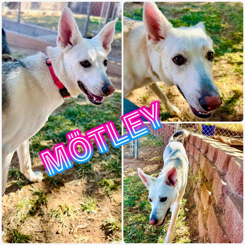 Motley, Adoptable, Young Female German Shepherd Dog & Husky.