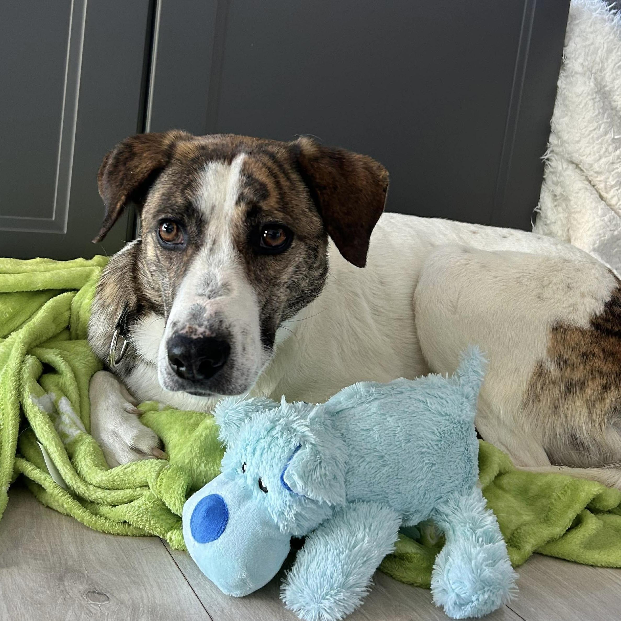 Madison, a ADOPTABLE mixed breed in Toronto, ON image 5/6