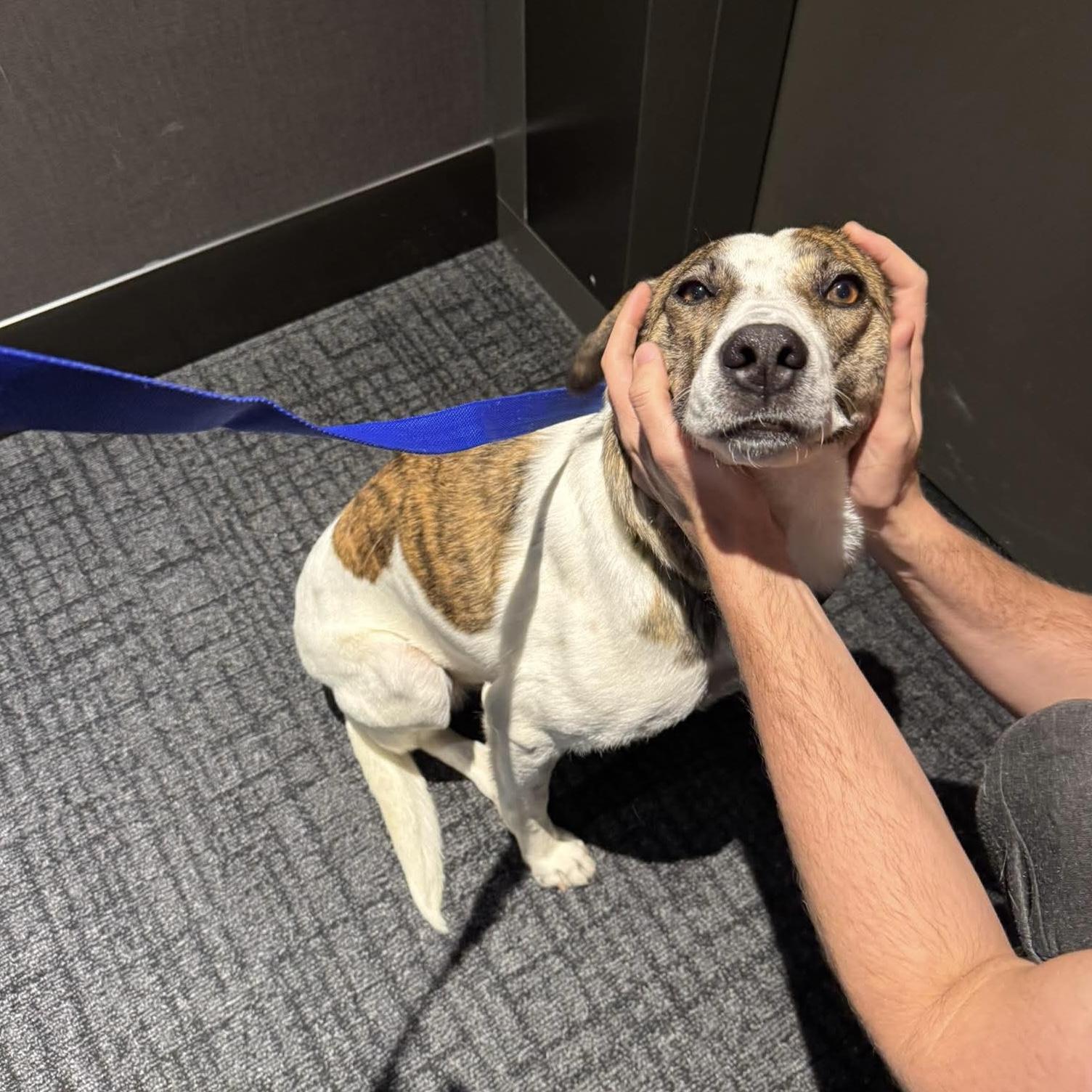 Madison, a ADOPTABLE mixed breed in Toronto, ON image 4/6