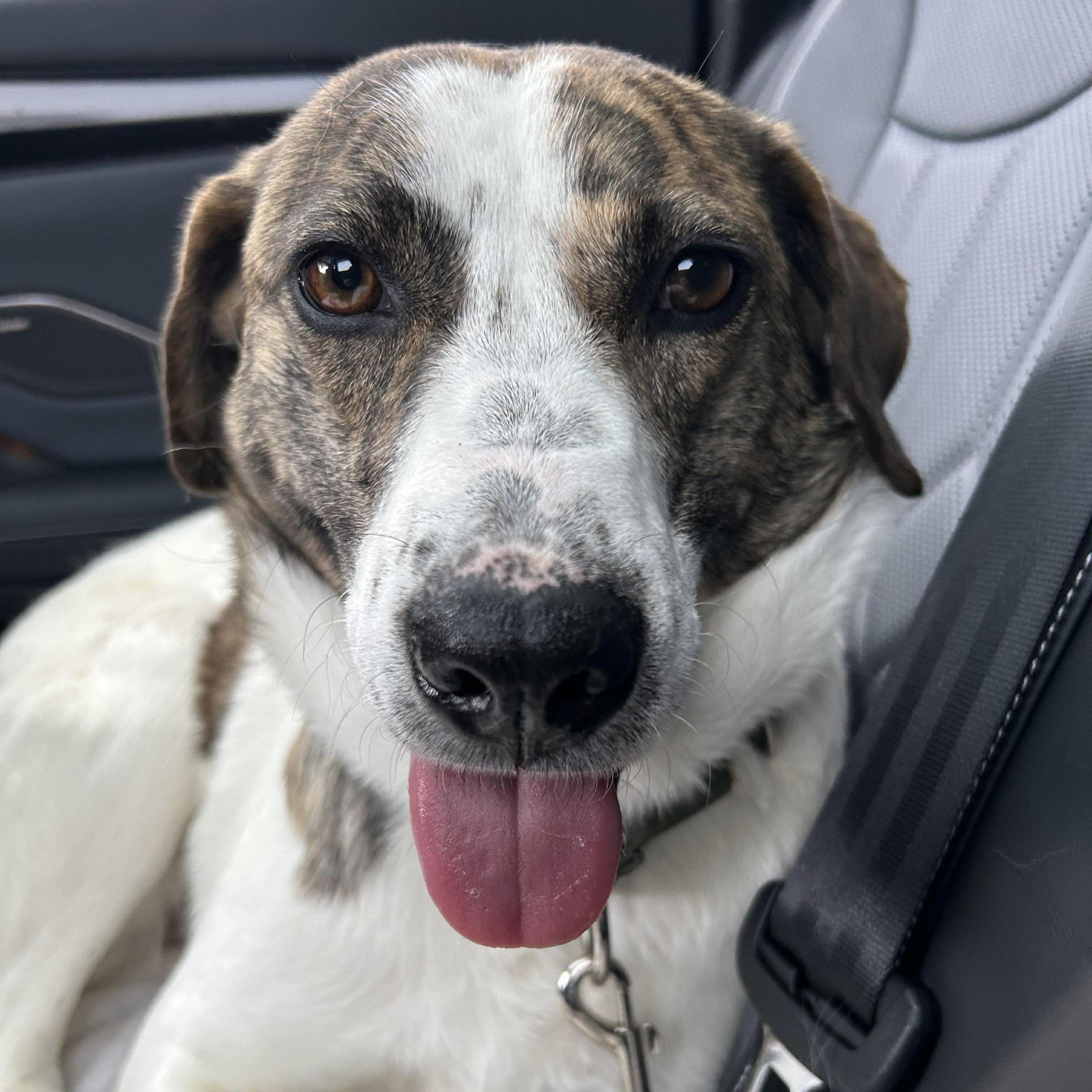 Madison, a ADOPTABLE mixed breed in Toronto, ON image 2/6