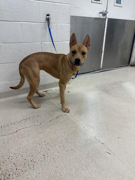 Gracelyn (810), Adoptable, Young Female Hound & Shepherd.