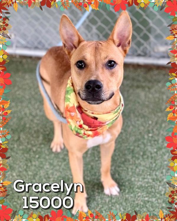 Enlarge Gracelyn (810), a Adoptable mixed breed in Marietta, GA image 2/2