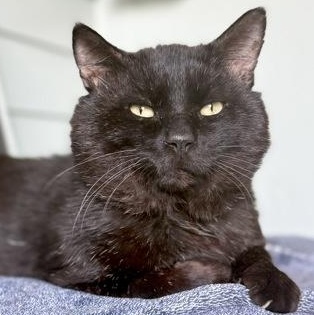 YAMI, a ADOPTABLE mixed breed in Fernandina Beach, FL image 4/6