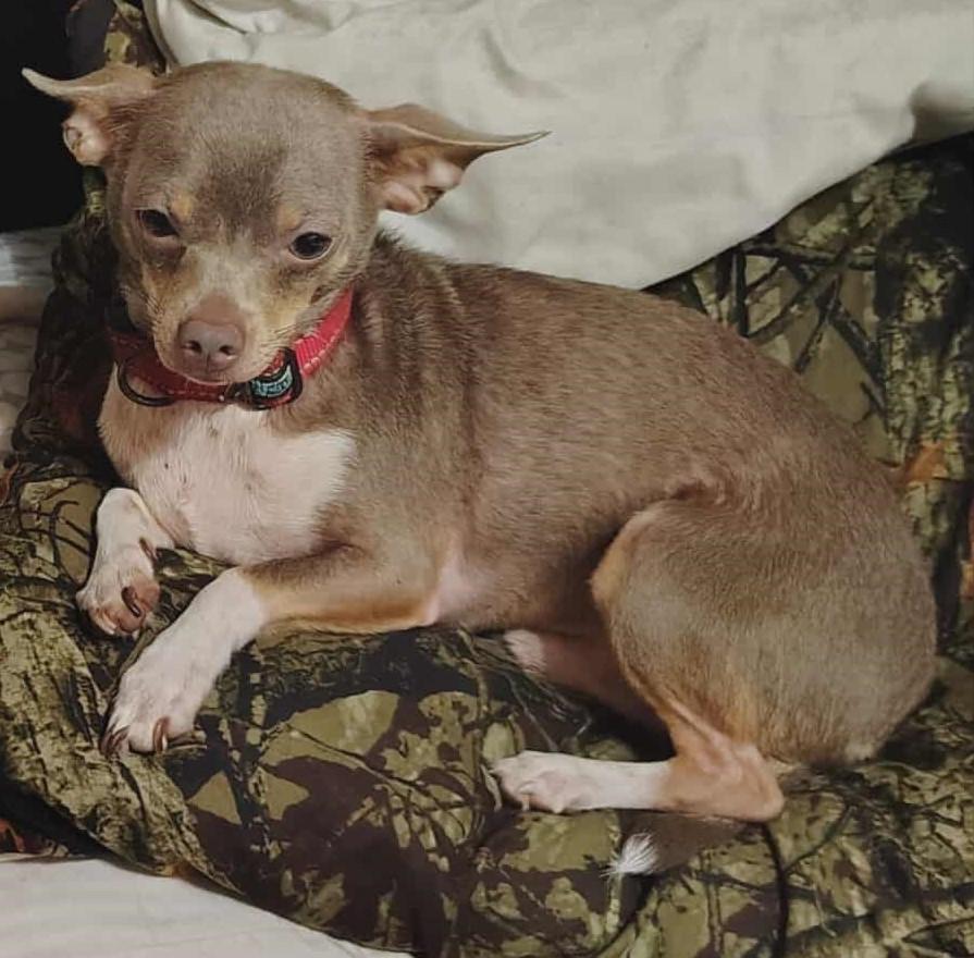 Enlarge Rocky, a ADOPTABLE Chihuahua in Homer Glen, IL image 1/2