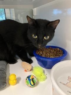 Enlarge Mid Night, a Adoptable Domestic Short Hair in Mustang, OK image 1/1