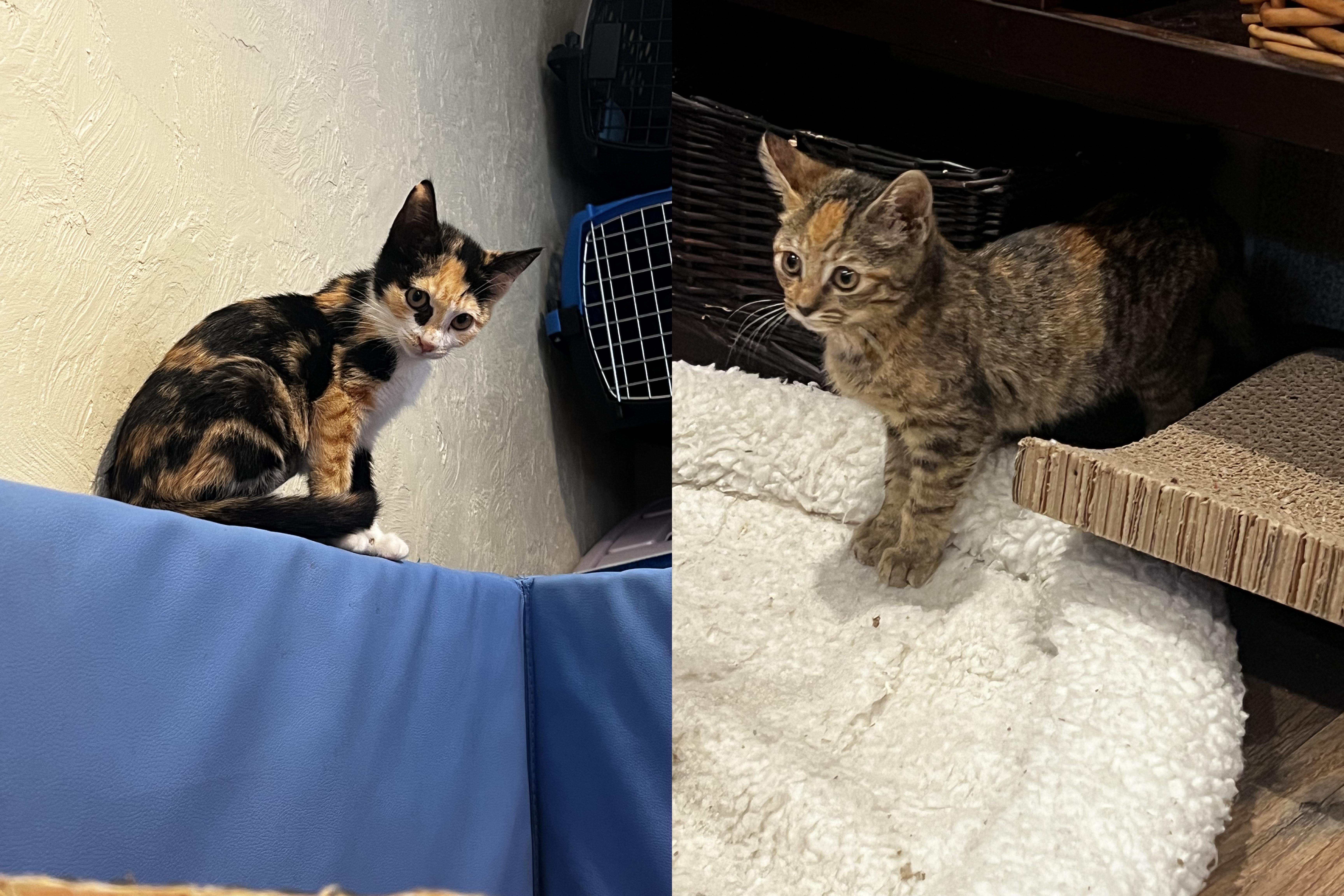 Zelma & Sasha , ADOPTABLE, Kitten Female Calico & Tiger.