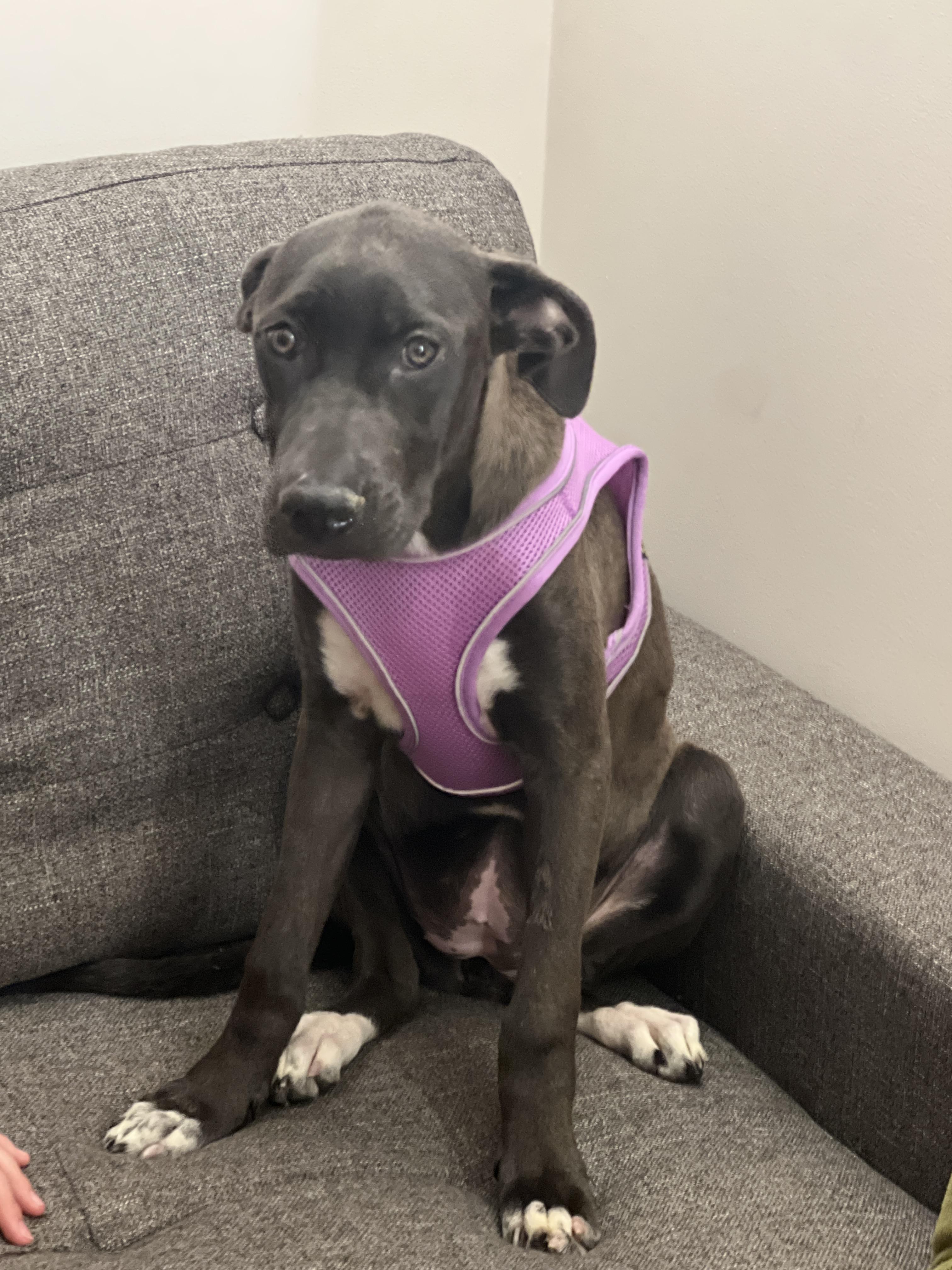 Daisy, adopted, Young Female American Staffordshire Terrier.