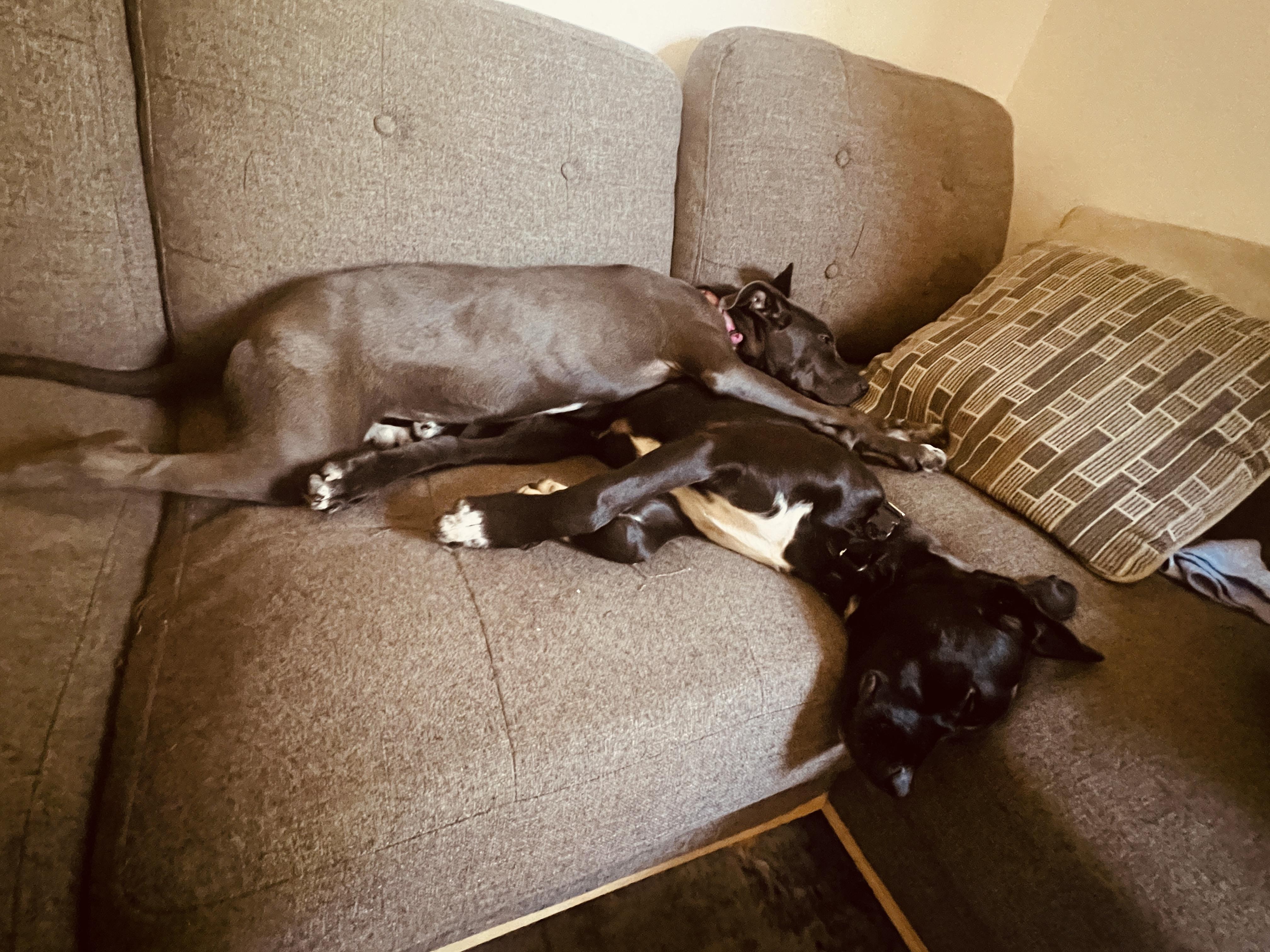 Daisy, an adopted mixed breed in San Francisco, CA image 2/5