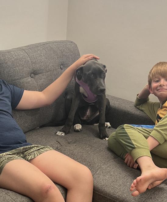 Daisy, an adopted mixed breed in San Francisco, CA image 3/5