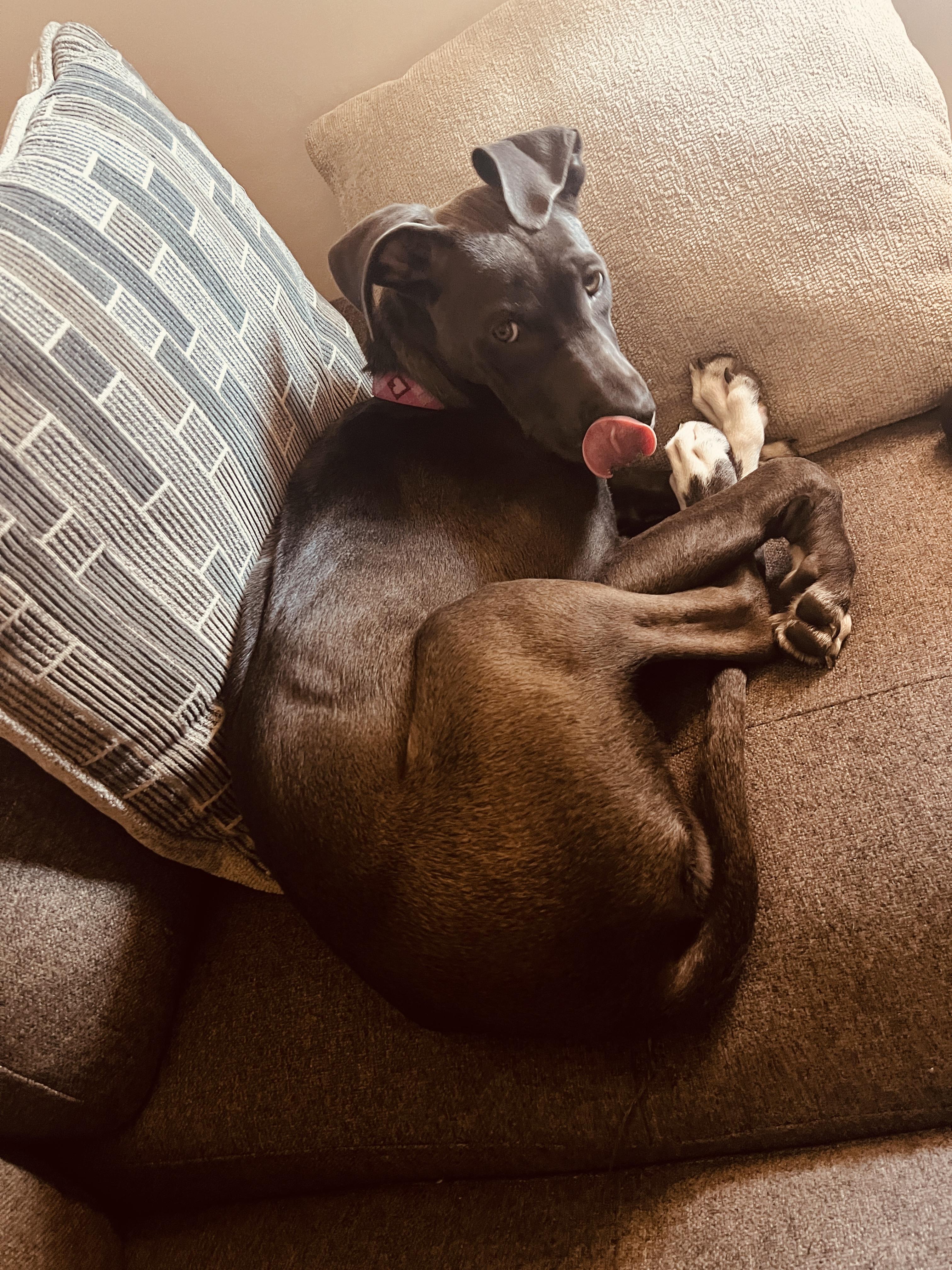 Daisy, an adopted mixed breed in San Francisco, CA image 5/5