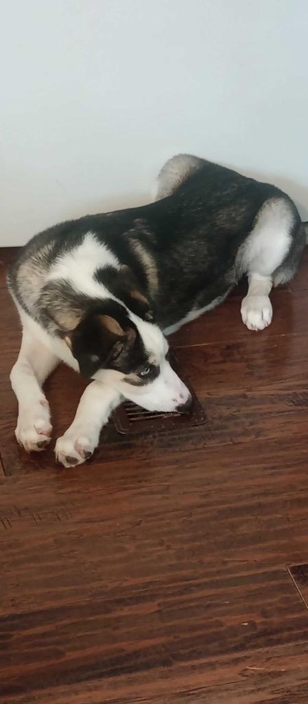Skylar, Adoptable, Puppy Male Mixed Breed.