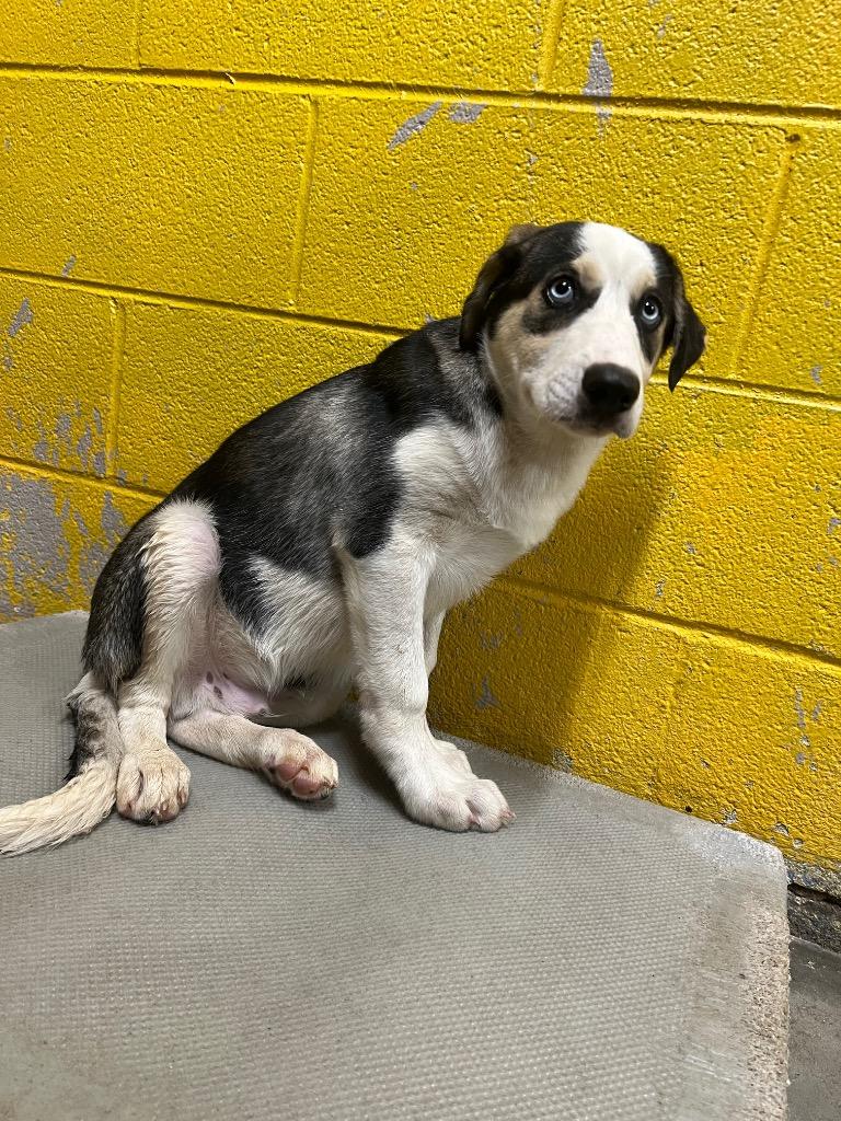 Skylar, a Adoptable mixed breed in Murray, KY image 1/4