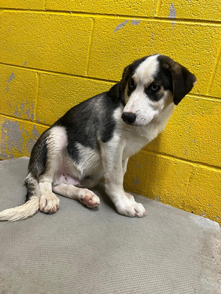 Skylar, a Adoptable mixed breed in Murray, KY image 2/4
