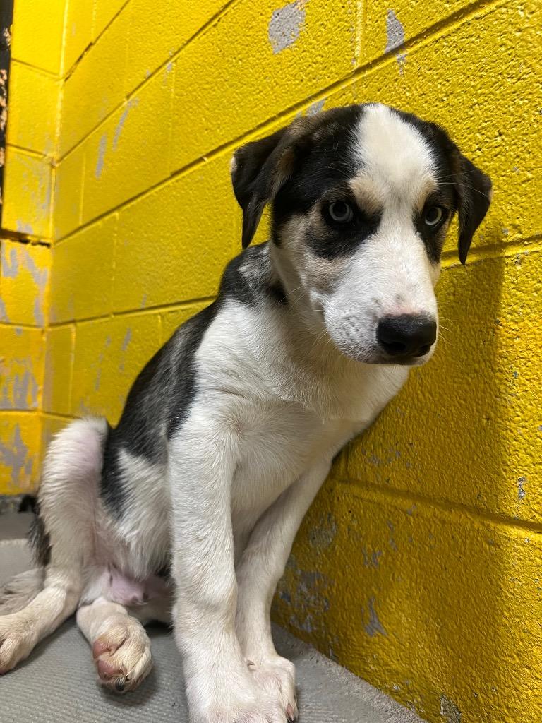 Skylar, a Adoptable mixed breed in Murray, KY image 3/4