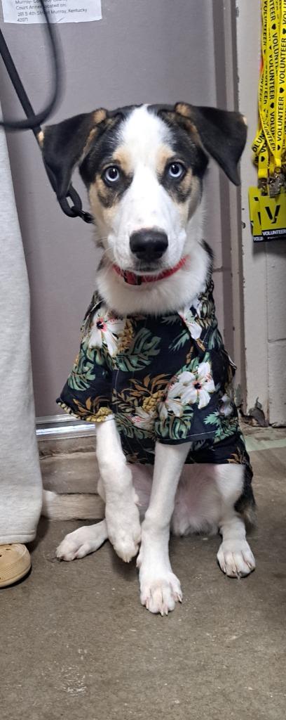 Skylar, a Adoptable mixed breed in Murray, KY image 5/6