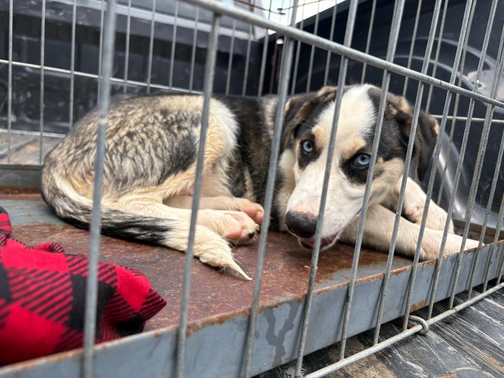 Skylar, a Adoptable mixed breed in Murray, KY image 4/4