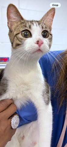 Milky Way, Adoptable, Adult Female Domestic Short Hair & Domestic Short Hair.