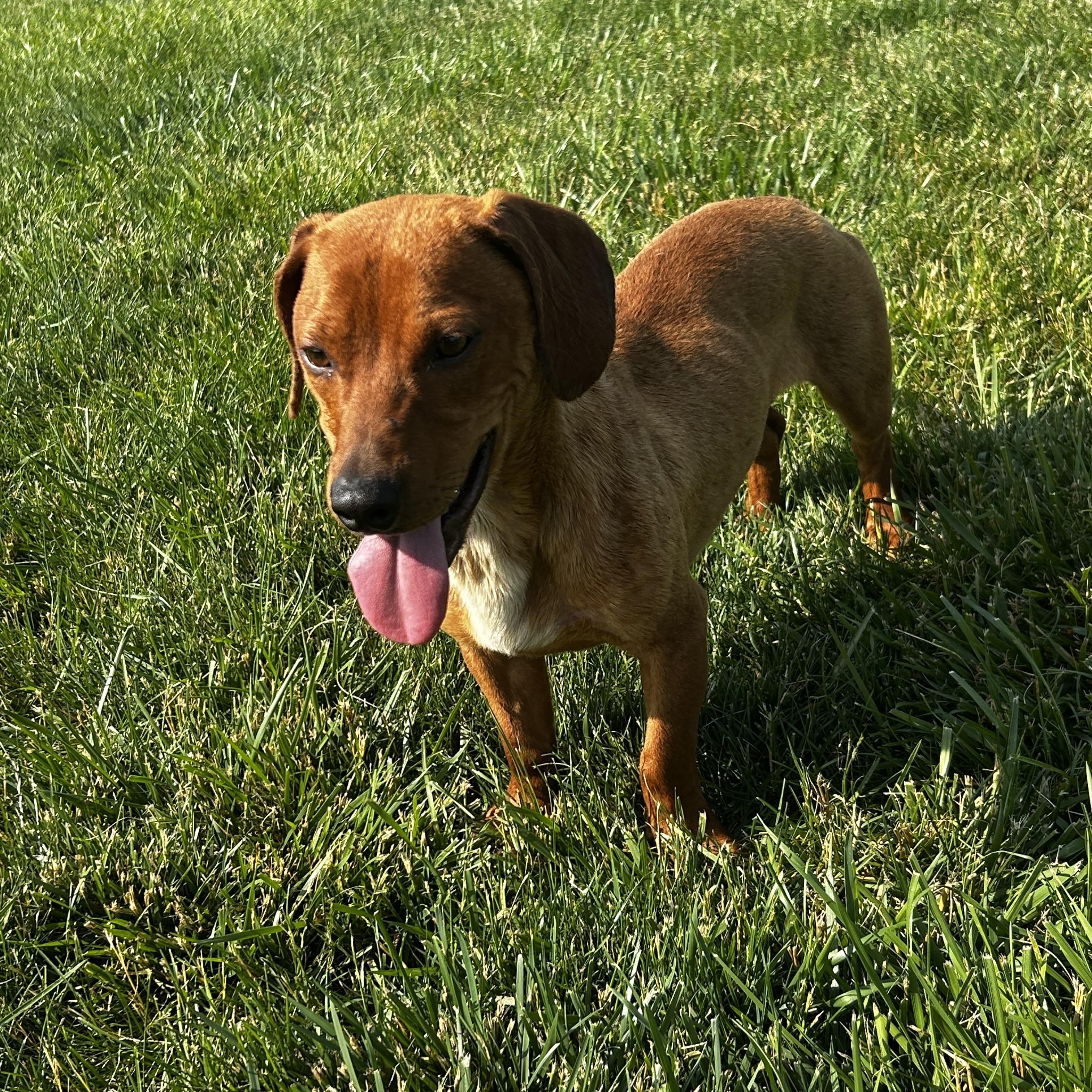 Cooper photo 4