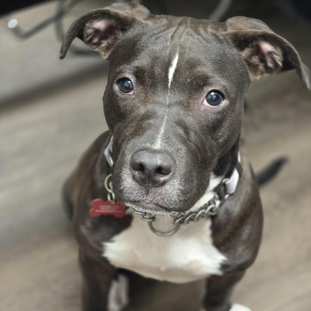 Cadence, Adoptable, Young Female Mastiff & Pit Bull Terrier.