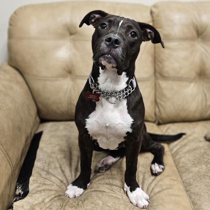 Enlarge Cadence, a Adoptable mixed breed in East Saint Louis, IL image 2/4
