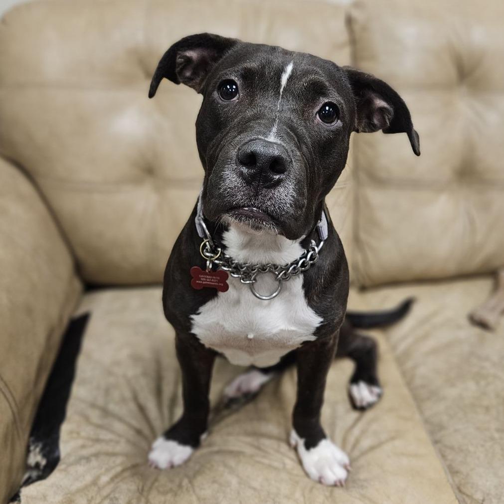 Enlarge Cadence, a Adoptable mixed breed in East Saint Louis, IL image 3/4