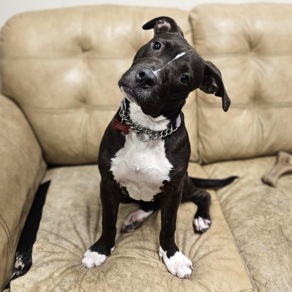 Enlarge Cadence, a Adoptable mixed breed in East Saint Louis, IL image 4/4