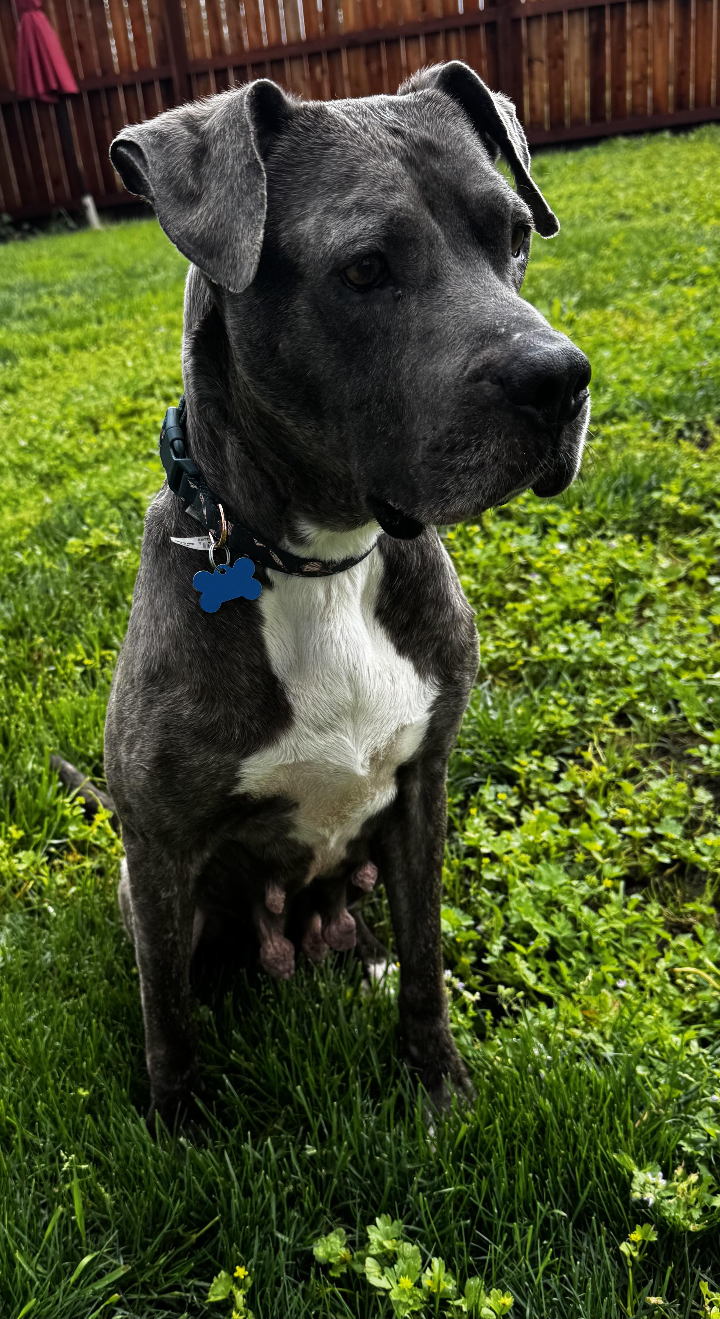 Enlarge Shelby, a ADOPTABLE mixed breed in Lincoln, CA image 1/4