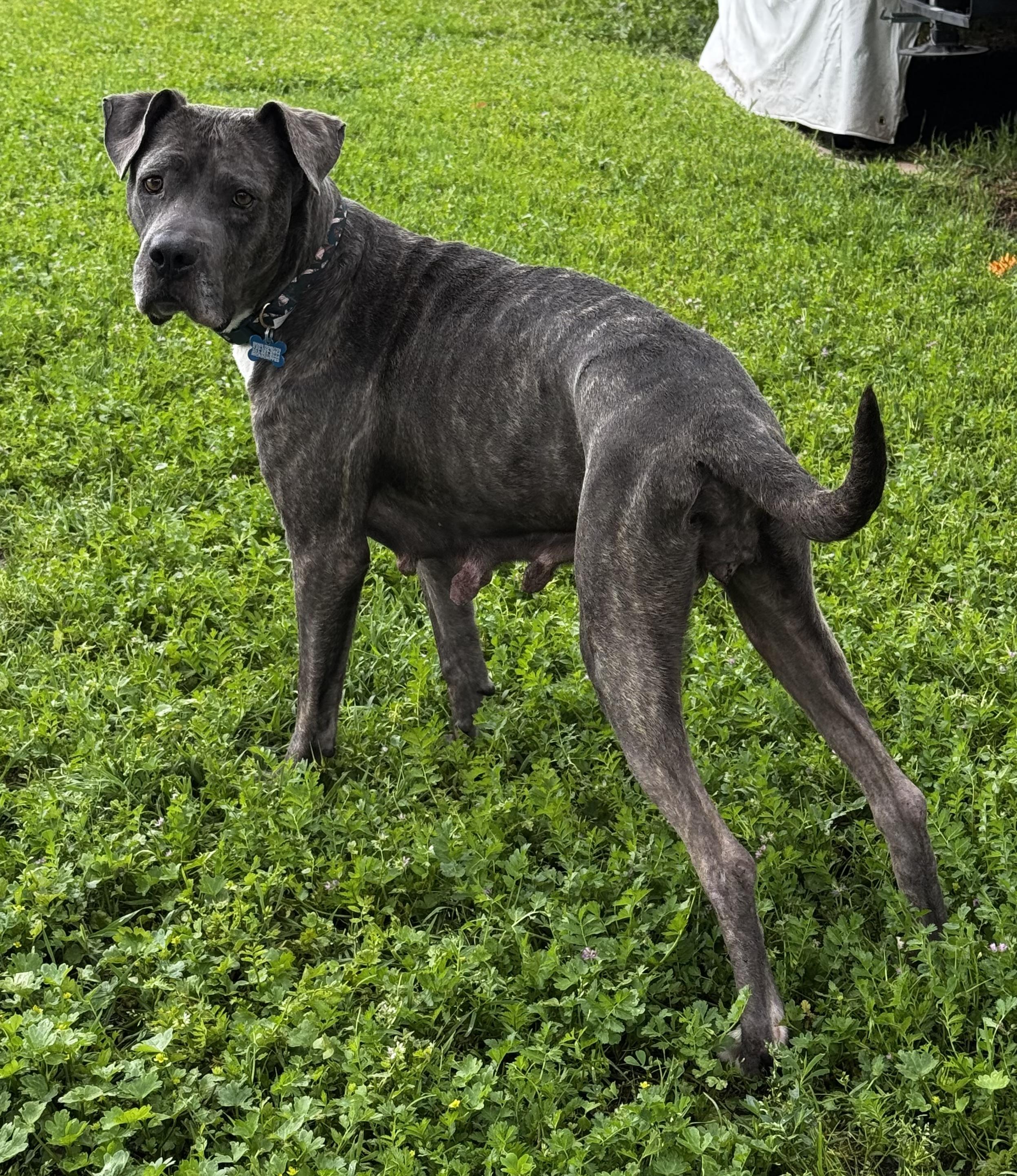 Enlarge Shelby, a ADOPTABLE mixed breed in Lincoln, CA image 4/4