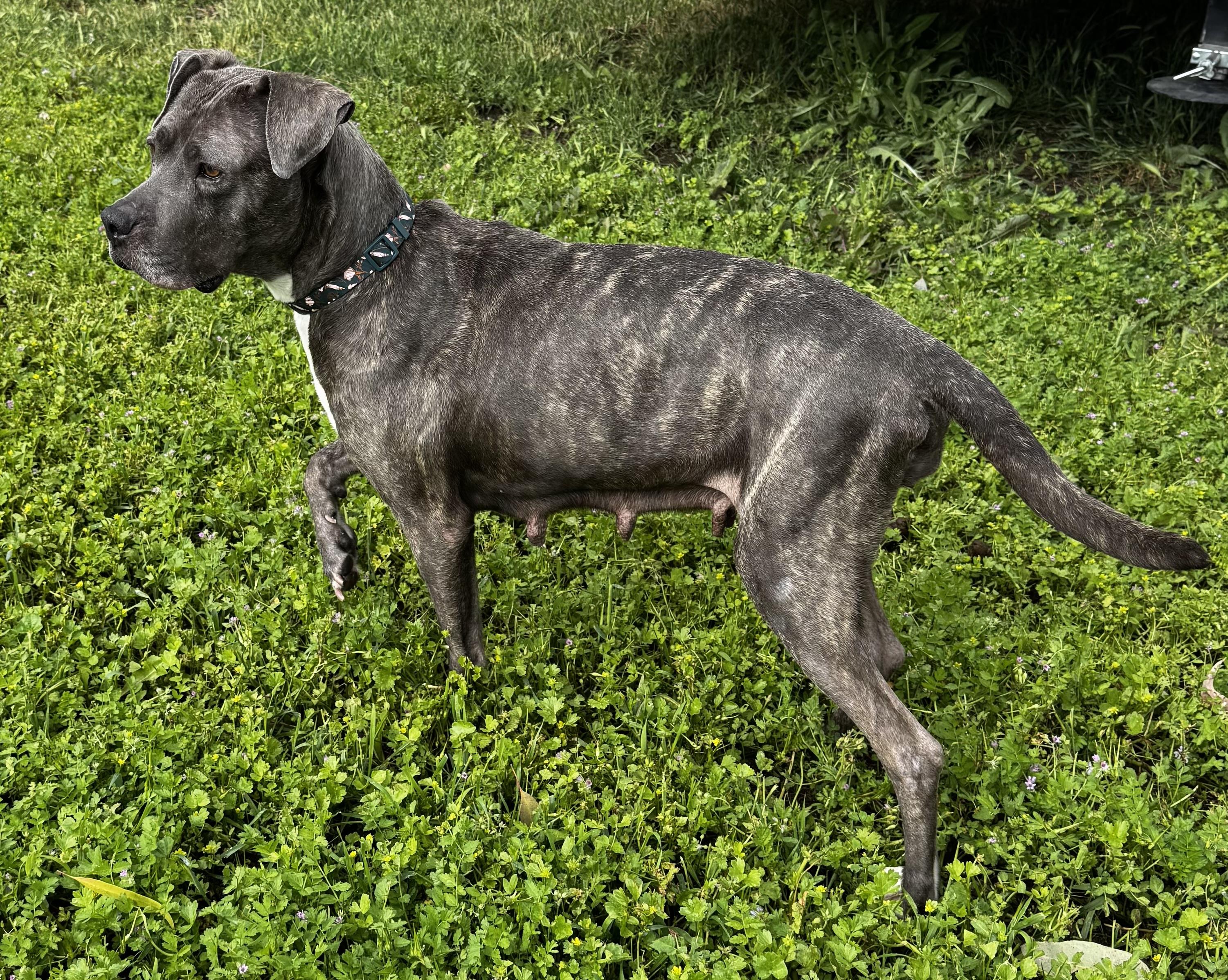 Enlarge Shelby, a ADOPTABLE mixed breed in Lincoln, CA image 2/4