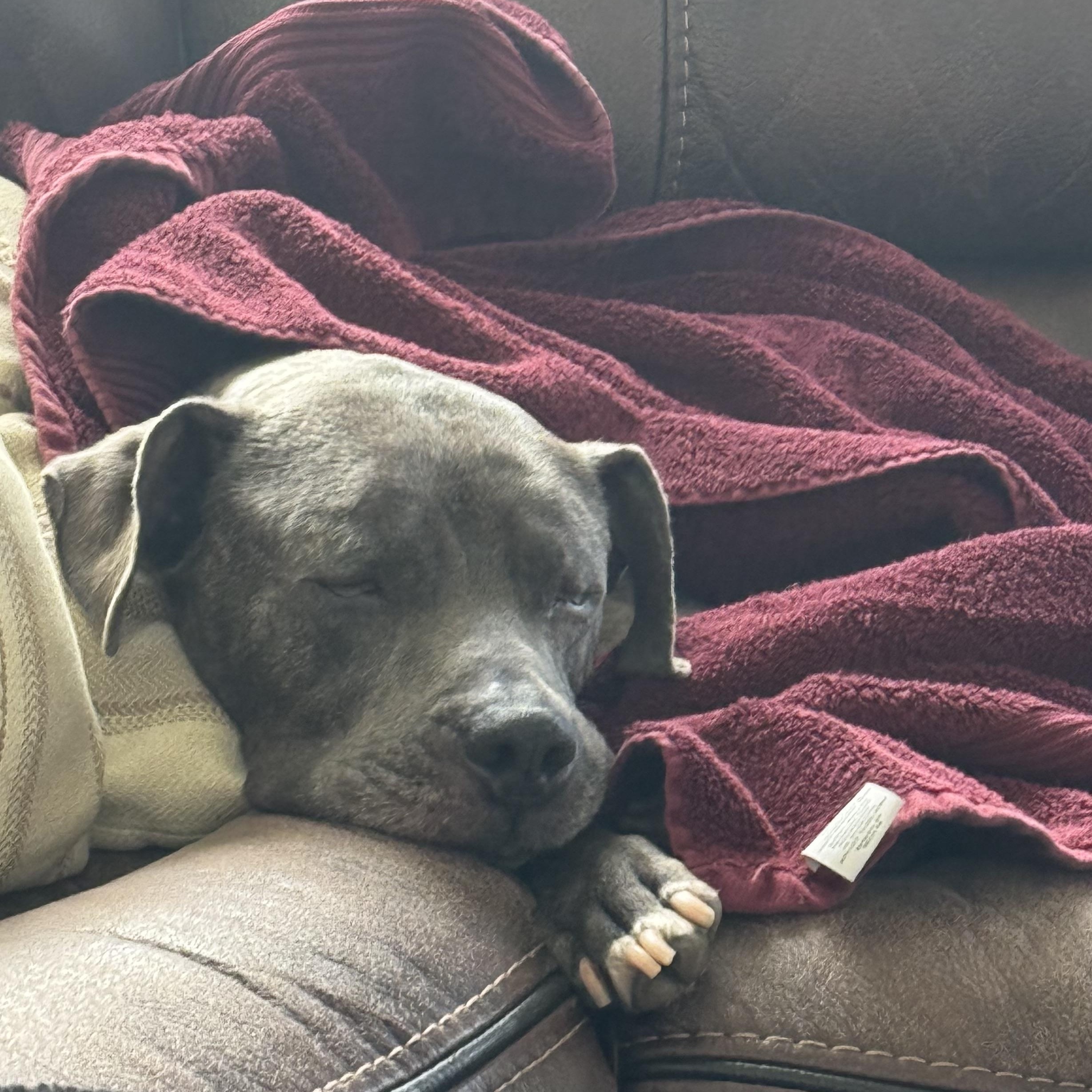 Enlarge Shelby, a ADOPTABLE mixed breed in Lincoln, CA image 3/4