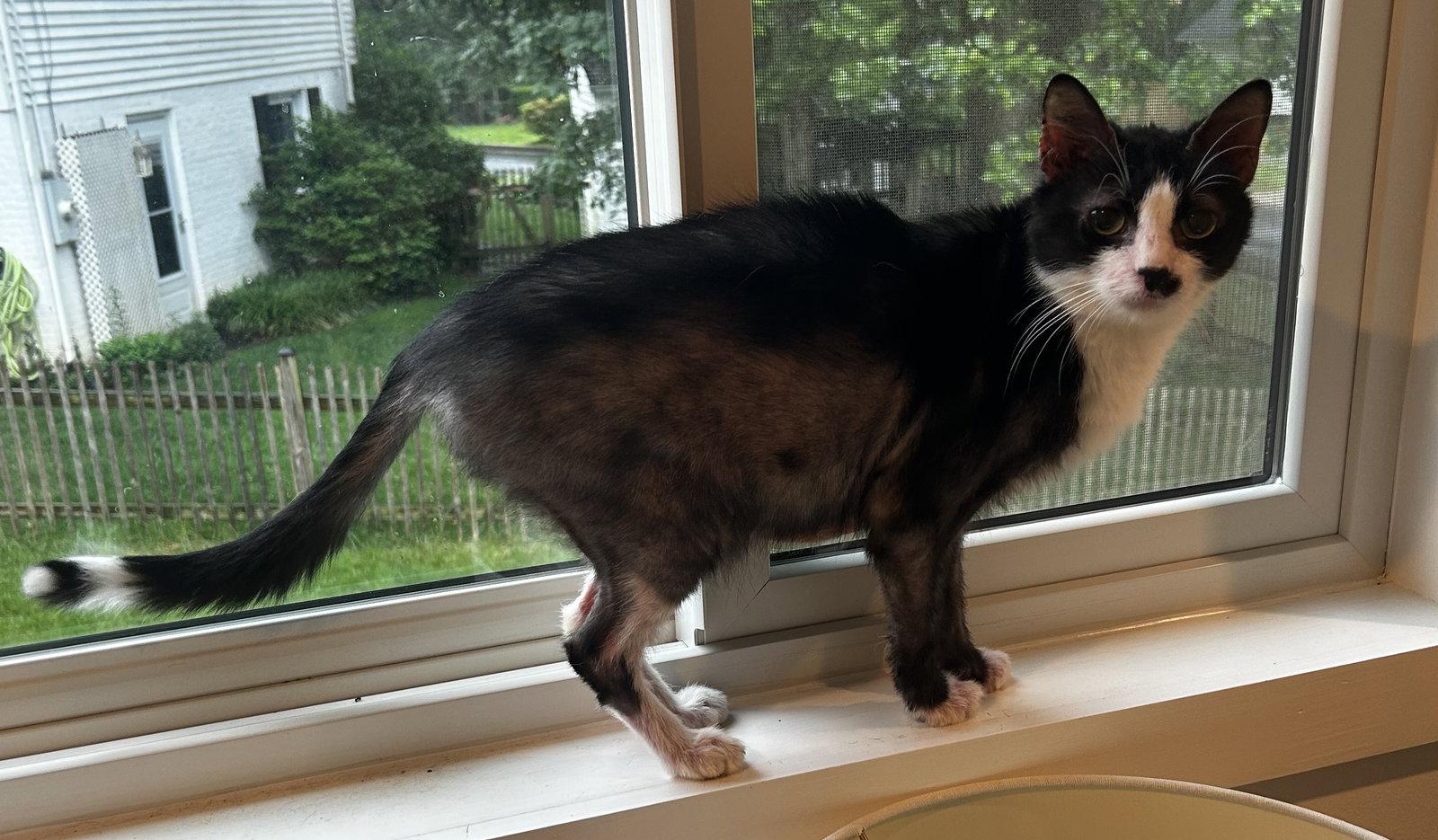 Rigby FEE SPONSORED, Adoptable, Senior Female Domestic Short Hair.