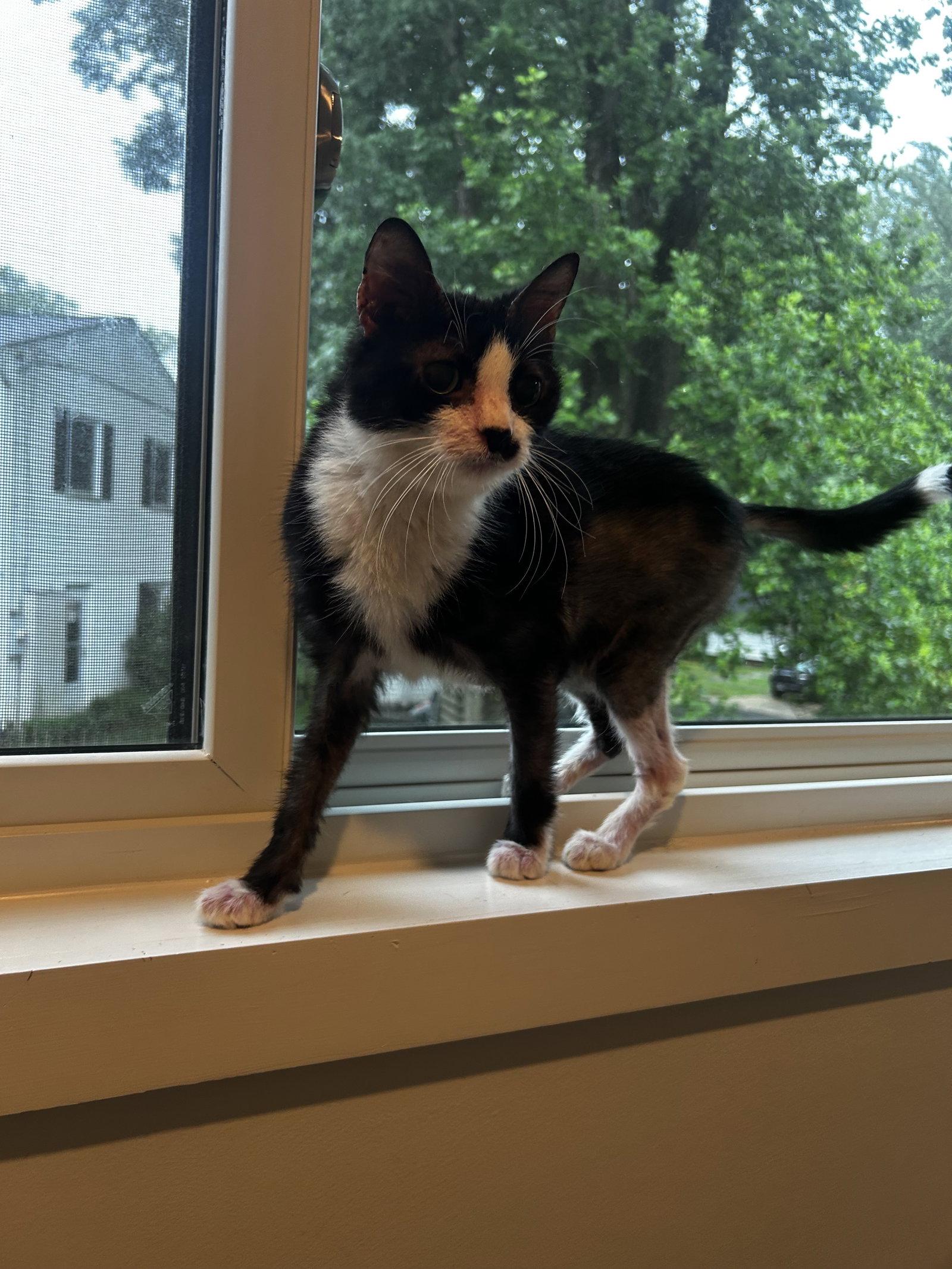 Enlarge Rigby FEE SPONSORED, a Adoptable Domestic Short Hair in Herndon, VA image 2/3