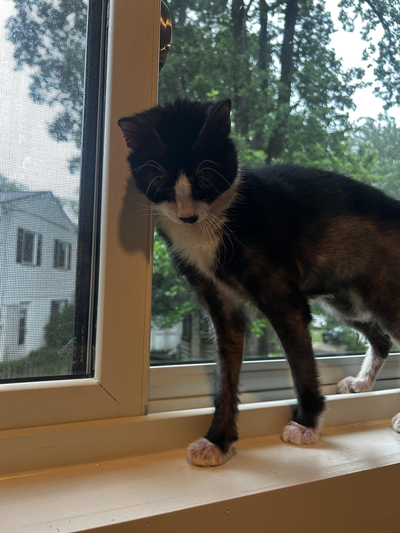 Enlarge Rigby FEE SPONSORED, a Adoptable Domestic Short Hair in Herndon, VA image 3/3