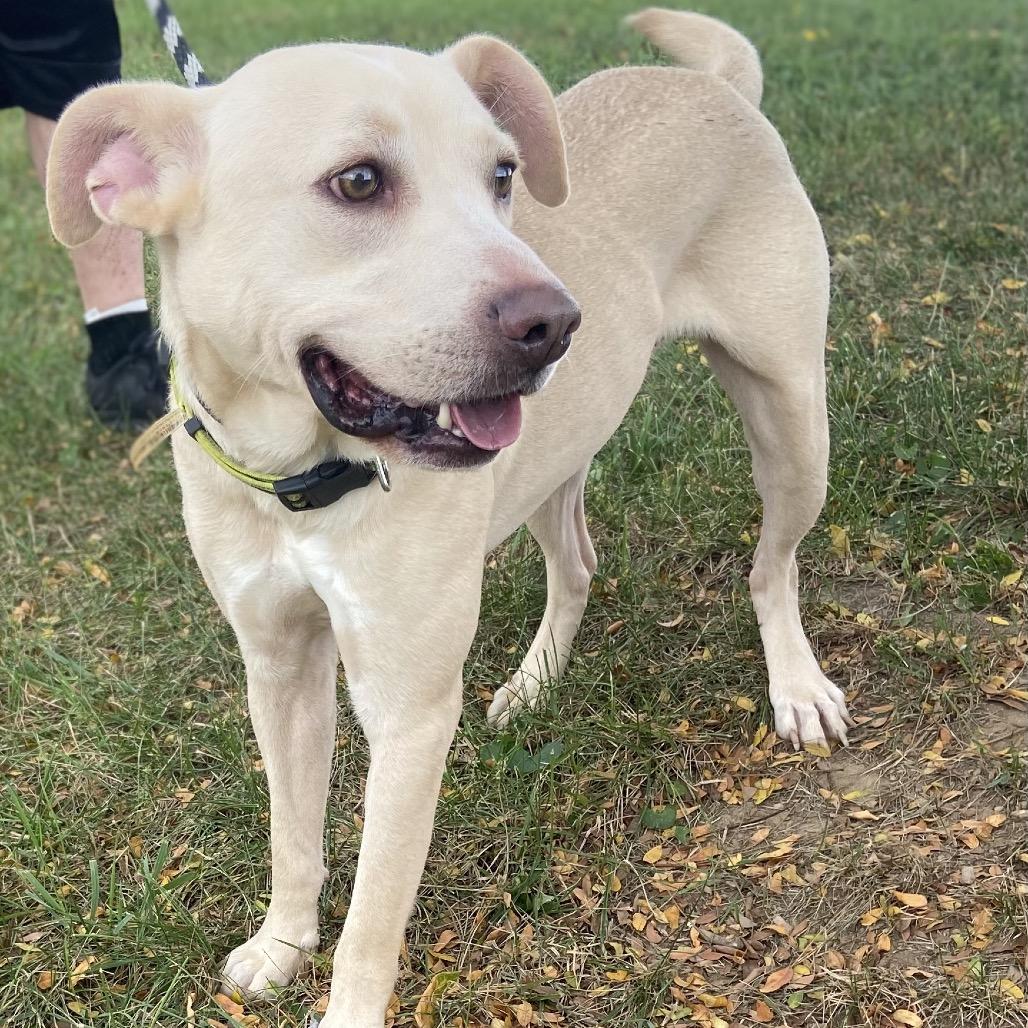 Enlarge Lucky, a Adoptable mixed breed in Hagerstown, MD image 1/4