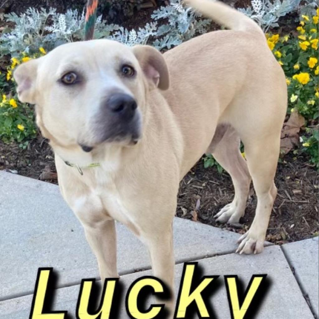 Enlarge Lucky, a Adoptable mixed breed in Hagerstown, MD image 2/4
