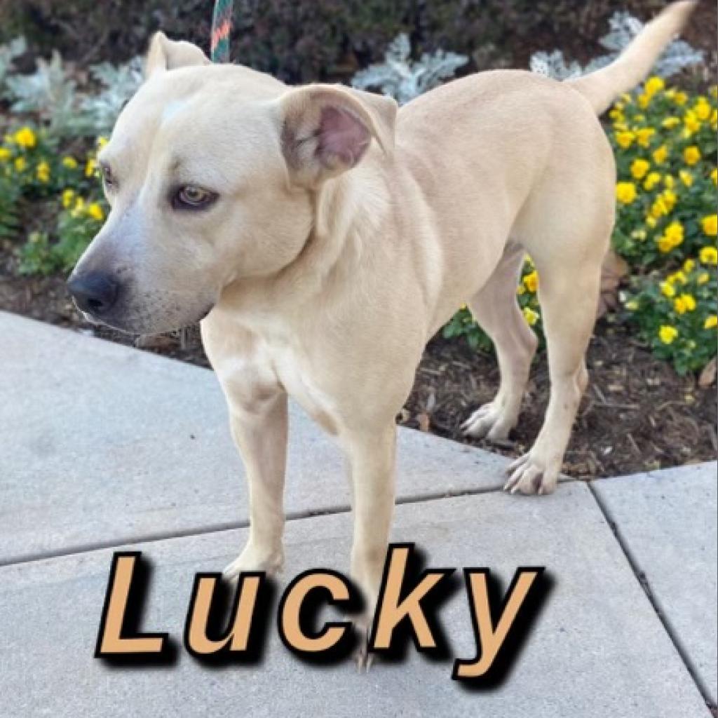 Enlarge Lucky, a Adoptable mixed breed in Hagerstown, MD image 3/4