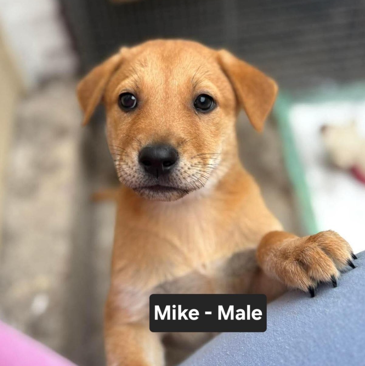 Enlarge Mike, a ADOPTABLE mixed breed in PLAINFIELD, CT image 1/4