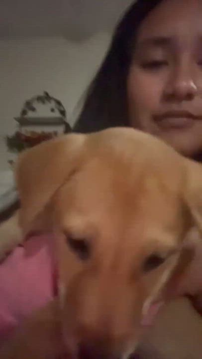 Enlarge Mike, a ADOPTABLE mixed breed in PLAINFIELD, CT video 3/4