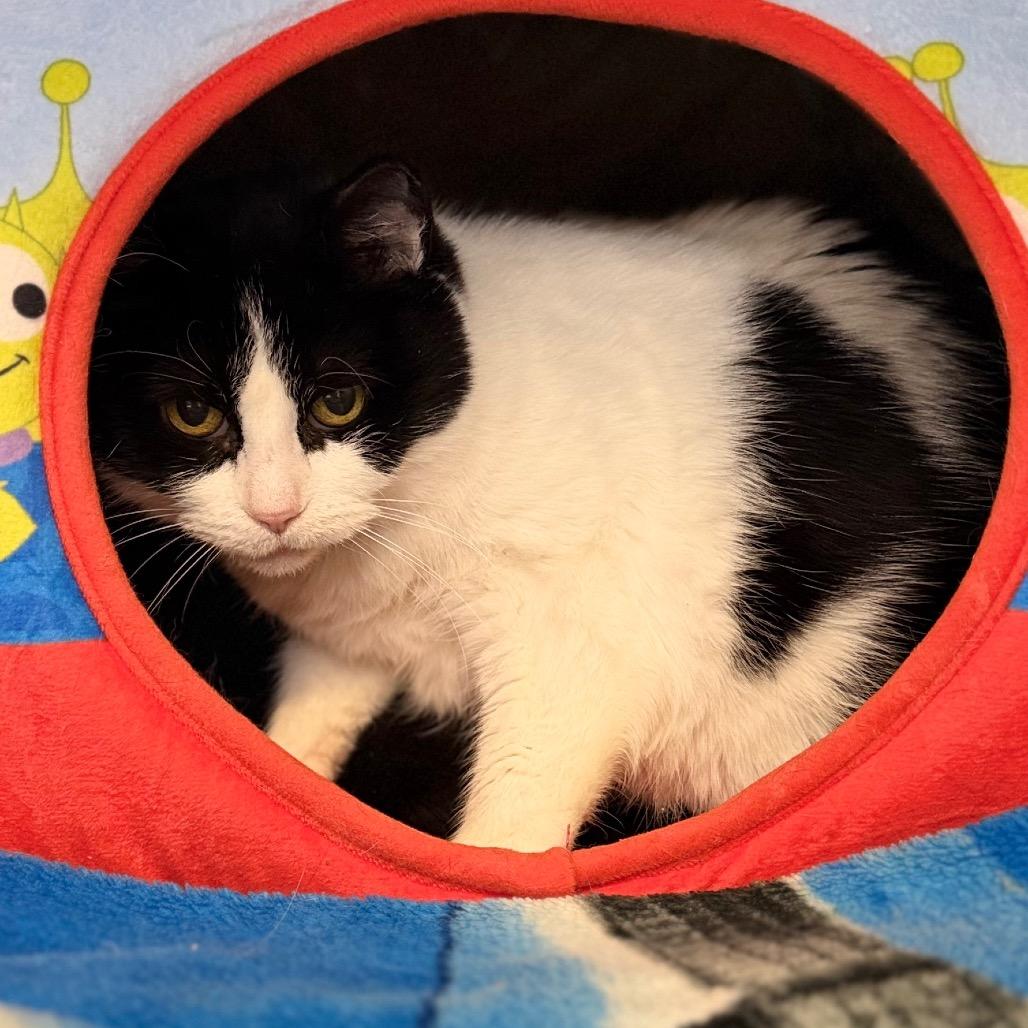 Aurora, Adoptable, Senior Female Domestic Short Hair.