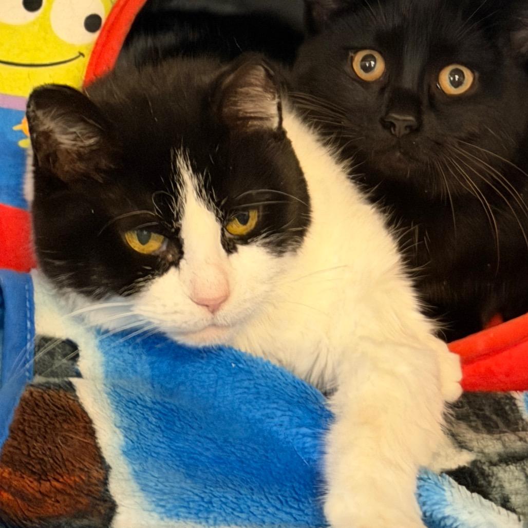 Enlarge Aurora, a Adoptable Domestic Short Hair in Portage, MI image 2/2